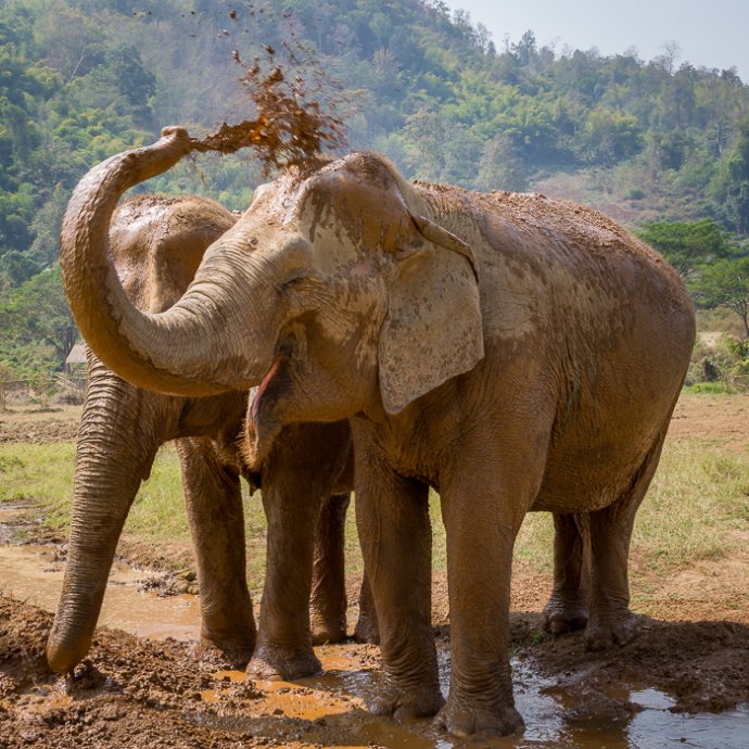 Elephant Nature Park Sanctuary - Chiang Mai, Thailand