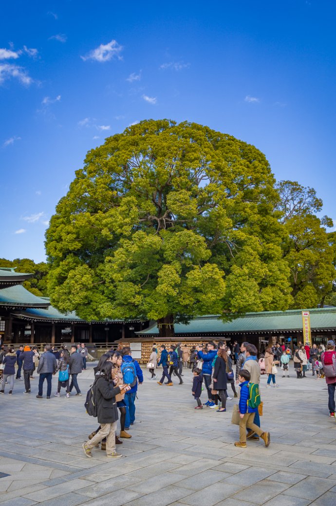 Wishing Tree at Meiji Jingu - Shibuya, Japan
