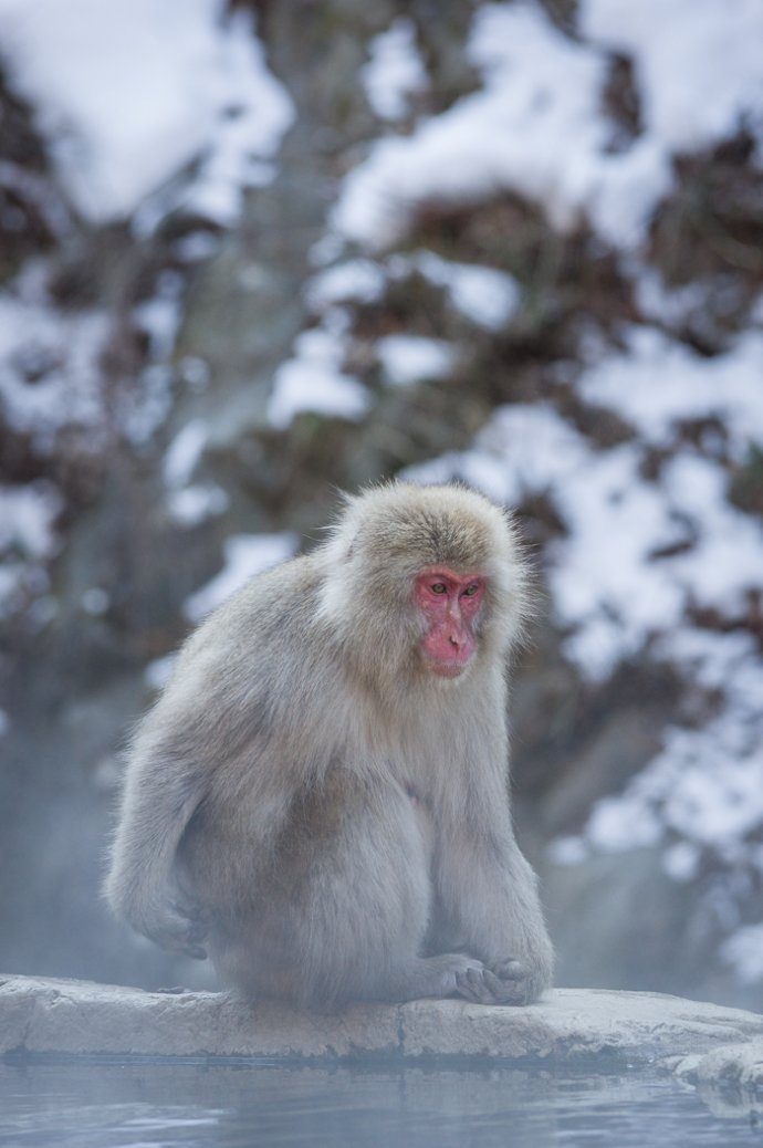 Snow Monkey - Yamanouchi, Japan
