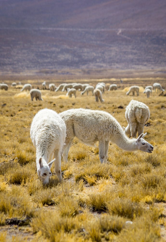 Wild Llamas - Peru