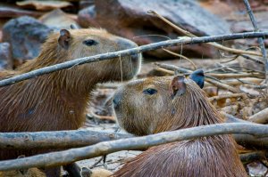 Wild Capybaras - Amazon Basin, Peru