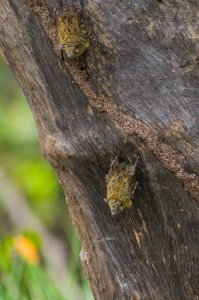 Resting Bats - Amazon Basin, Peru