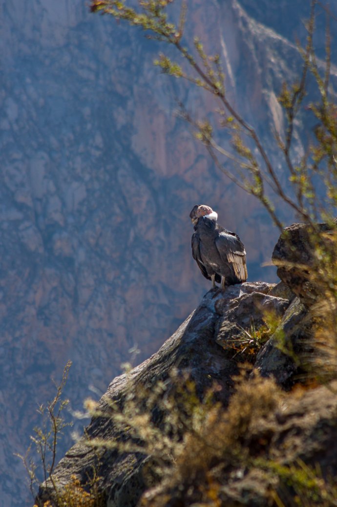 Andean Condor - Colca Canyon, Peru